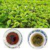 purchase organic tea -b2b import export order