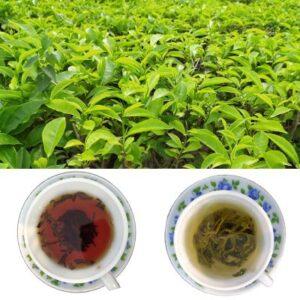 Natural Zero Chemical Organic Tea Wholeseller/Export