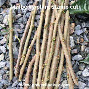 micro small medium enterprises example,silk business ideas part-1 explained,and mulberry nursery plant cutting by powerlinekey.com