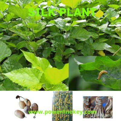 Read more about the article Micro Small Medium Enterprises Example Silk Business Ideas Part-1