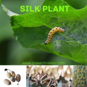 silkworm feeding what is silkworm explained by powerlinekey.com
