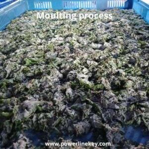 silkworm moulting period