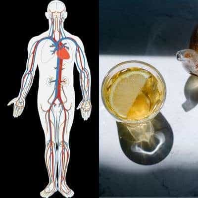 where can i buy organic green tea from india